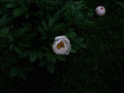 p.lactiflora-rosa-2010.jpg