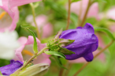 Marienglockenblume.JPG