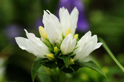 Knauelglockenblume.JPG