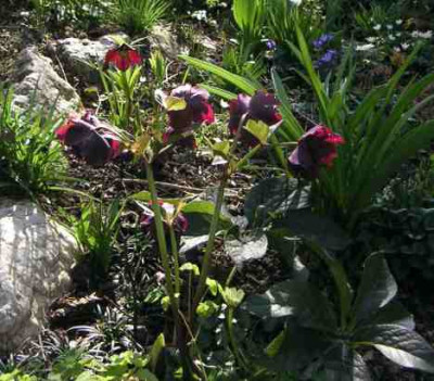 PICT0099.jpg