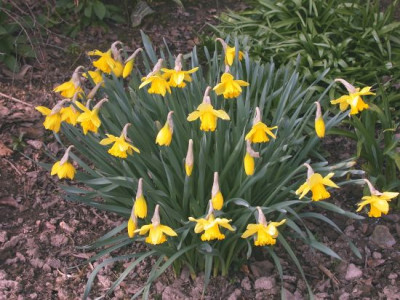 Narzissus-Osterglocke002.jpg