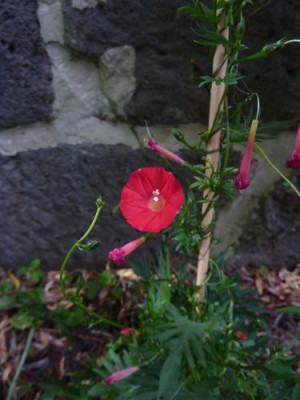 Convolvulus_fars_2010.jpg