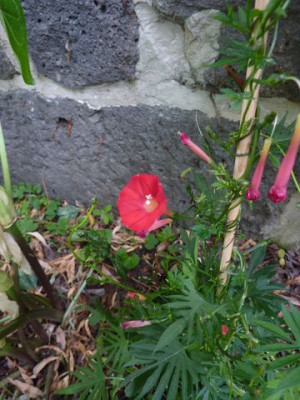 Convolvulus_2_fars_2010.jpg