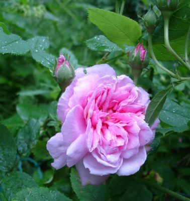 Ispahan2a.JPG