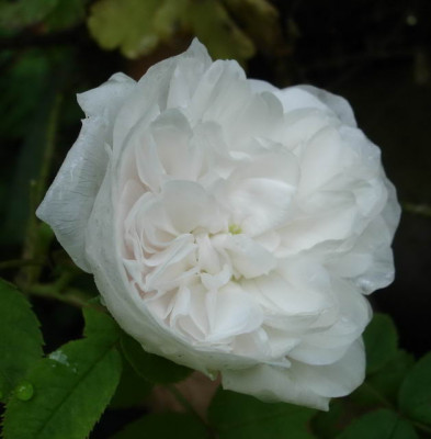 Marie_de_St._Jean2a.jpg