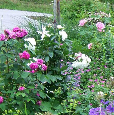 Juni2010_paeonie_web.jpg