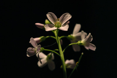 wiesenschaum_r_10984.jpg