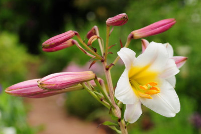 Lilium_regale.JPG