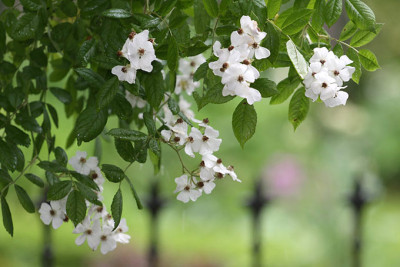 Multiflora-im-Regen-7.jpg