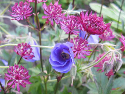Geranium_Orion_with_Astrantia_Claret_800x600.jpg