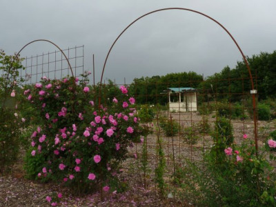 Rosenpark.jpg