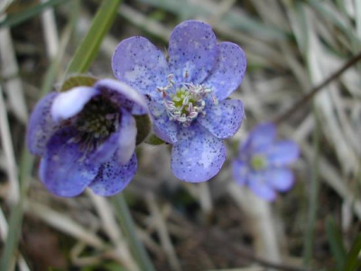 hepatica_thripse.jpg