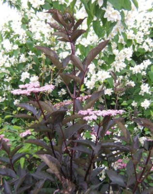 Black_Beauty_Philadelphus.JPG