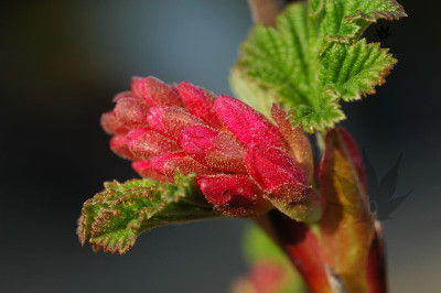 ribes_sang_king_1.jpg