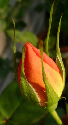 TheresiaEisele_0610_05.JPG