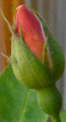 FDxLB11_02.JPG