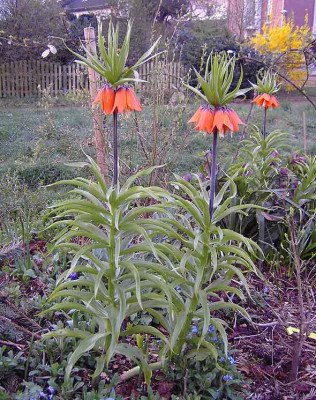 Fritilllaria_aurora-1.jpg