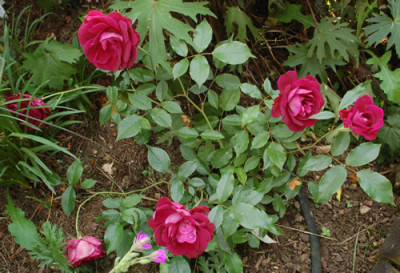 Burgundy_Ice_0010__1099.jpg