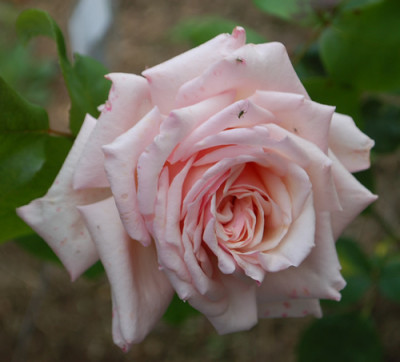 Souvenir_du_President_Carnot_0010__1110.jpg