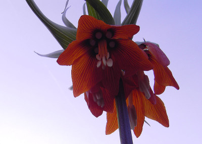 Fritilllaria_aurora-2.jpg
