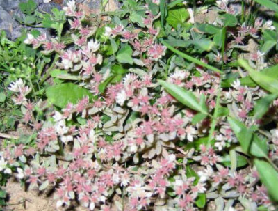 grsedum.jpg