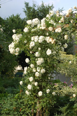 Schneewitchen_Clg_0010__1112.jpg