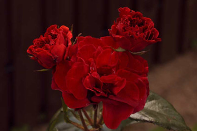 Brown-Velvet-2010-06-22_1661.jpg