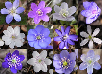 hepatica_collage1.jpg