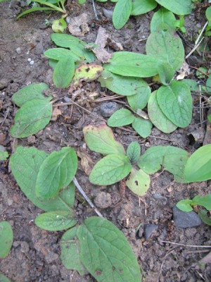 Verbascum_phoeni_kids.jpg