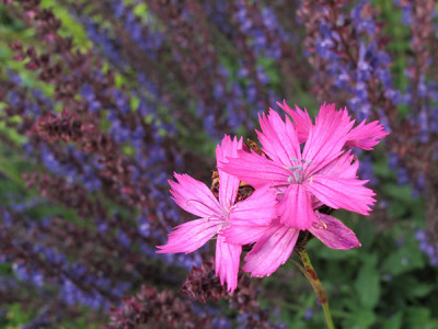 dianthus_salvia.jpg