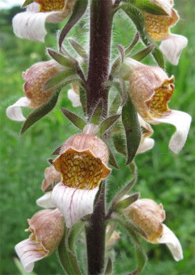 digitalis_schildweg.jpg