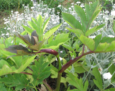 angelica_gigas_21_juni.jpg