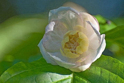 Sinocalycanthus-Jun2310.jpg