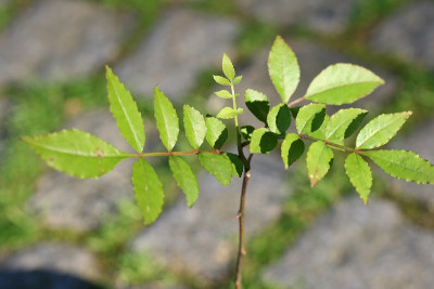 EleutherococcusIMG_6150jpg.jpg
