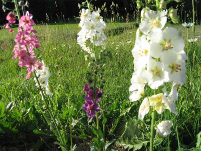 verbascum00.jpg