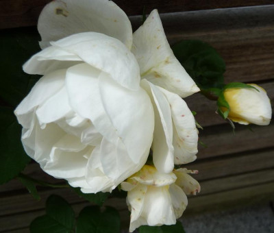 FreiburgerPerle_0610_09.JPG