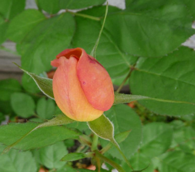 TheresiaEisele_0610_06.JPG