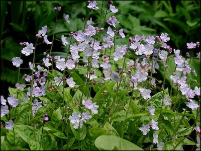 Omphalodes_Lilac_Mist.JPG