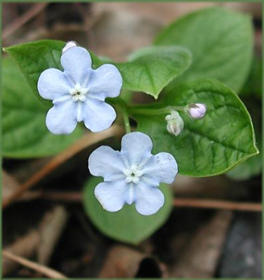 Omphalodes_H._Elfenauge_V.JPG