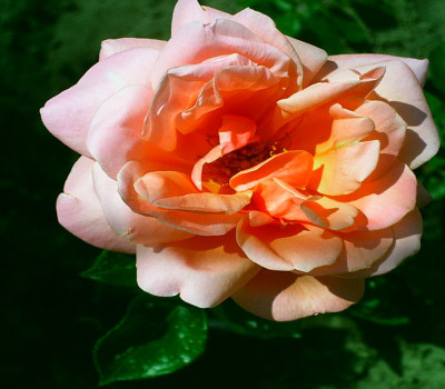 Madame-Edouard-Estaunie-GP.jpg