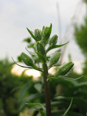 l.citronella-biene1.jpg