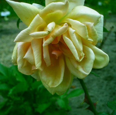Lady-Elphinstone-GP.jpg