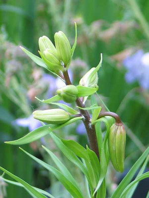 l.citronella-biene2.jpg