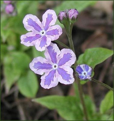 Omphalodes_Starry_Eyes.JPG