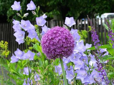 allium-axel.jpg