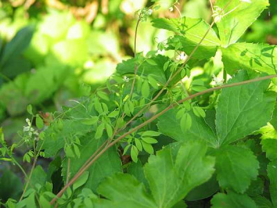 Ceratocapnos-claviculata1.jpg