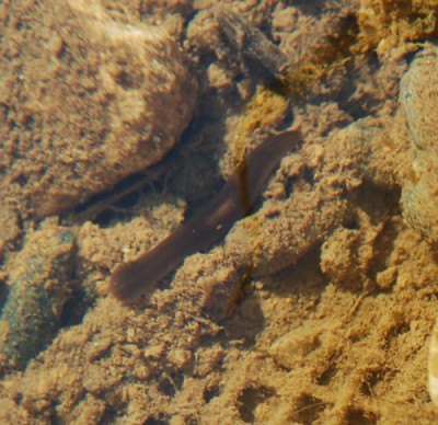 Wassertier_0010__3862.jpg