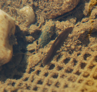 Wassertier_0011__3863.jpg