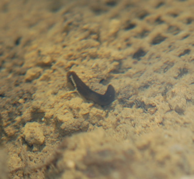 Wassertier_0012__3872.jpg