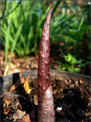 Arisaema_galeatum.JPG